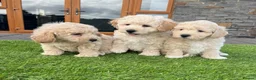 Poochon dogs for sale: Poochon Puppies - Advert 23