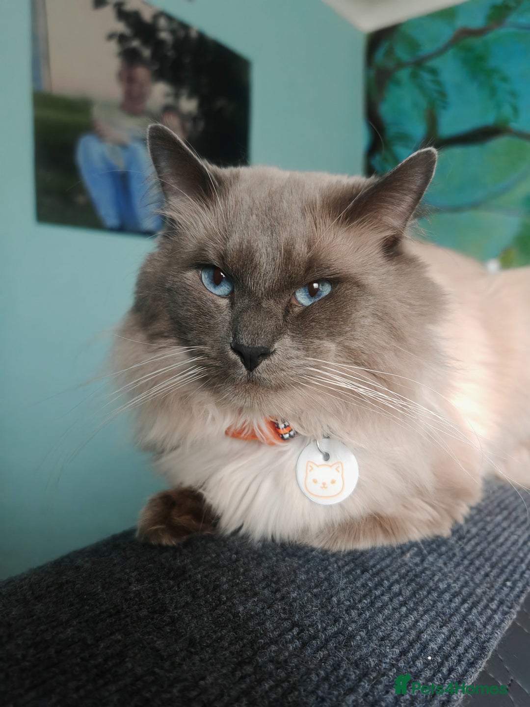 Ragcoon cats for sale: Amazing ragcoon kittens looking for lovely home  - Image 27