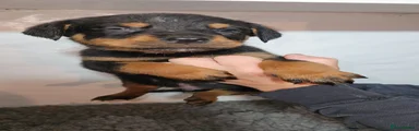Rottweiler 4