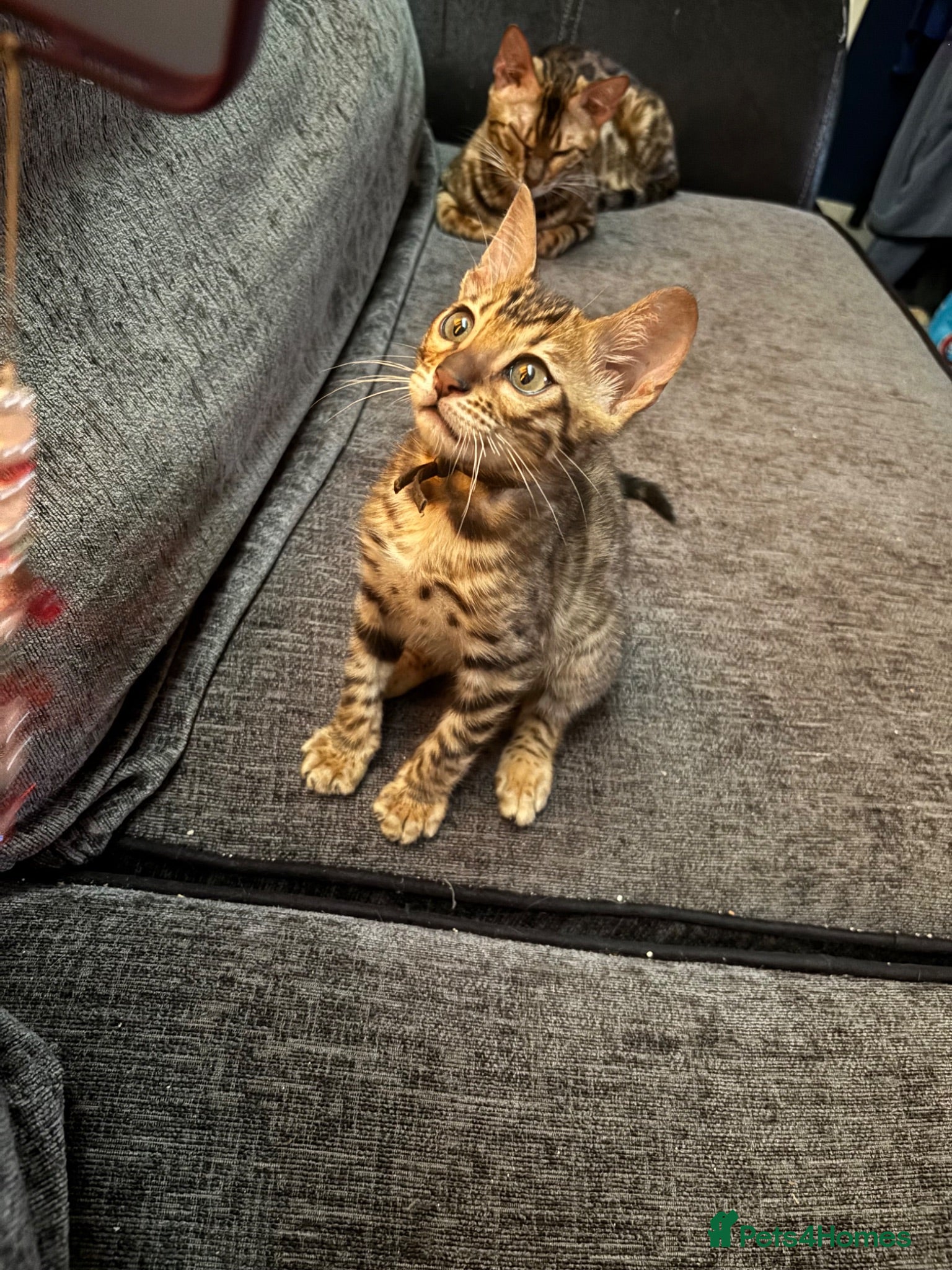 Bengal cats Last boy pure bengal kitten Ready to leave - Advert 8