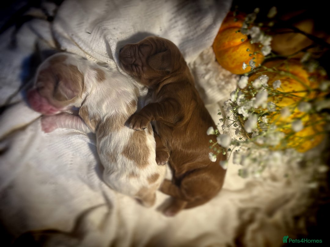 Cocker Spaniel dogs for sale: FAMILY RAISED SHOW TYPE COCKER SPANIEL PUPPIES - Advert 11