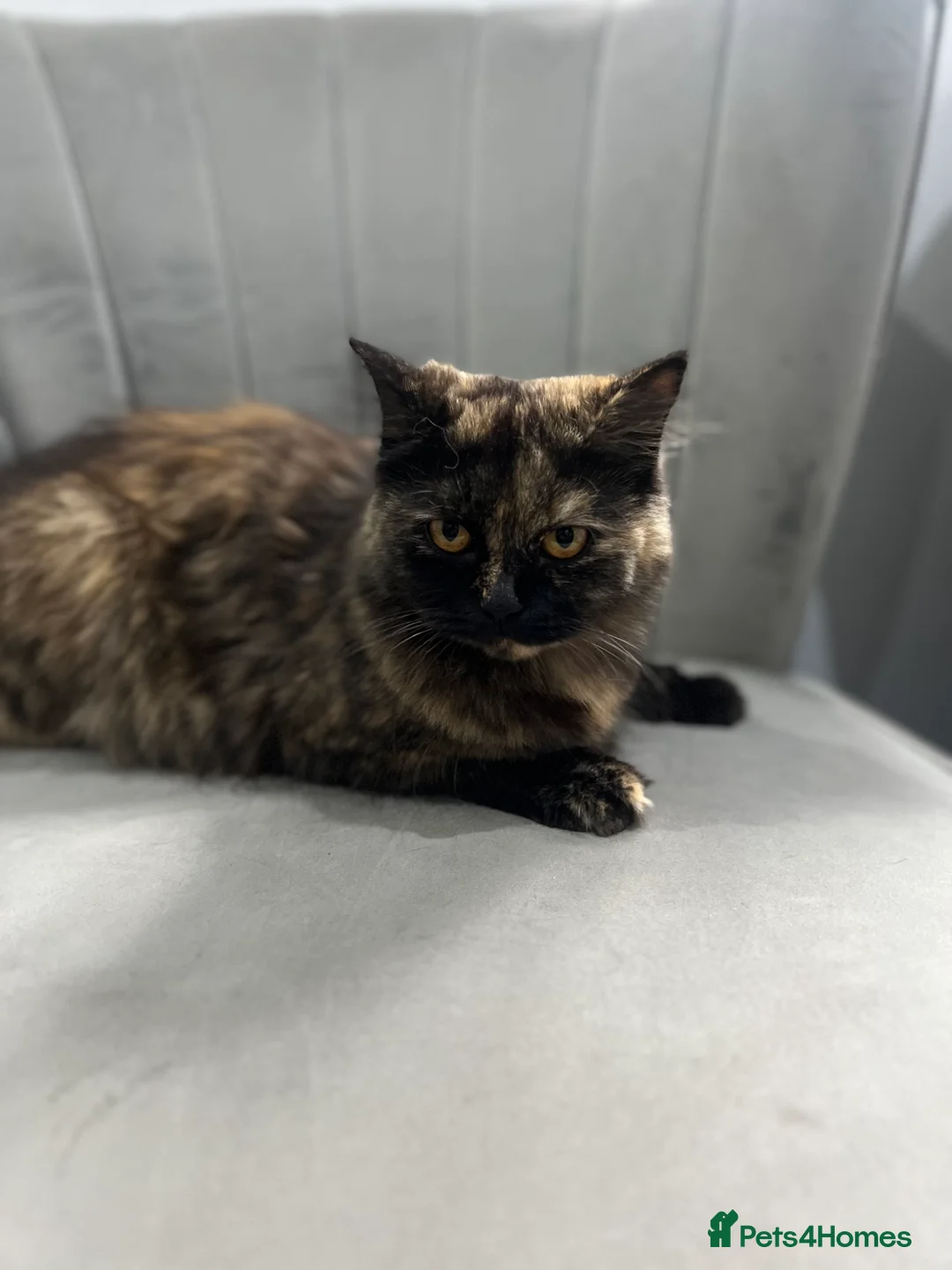 British Longhair cats for sale: BLH Cat and Her Litter of x3 BSH Kittens - Advert 6