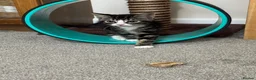 Mixed Breed cats for sale: Beautiful, playful 6 month old boy needs rehoming in Bordon - Advert 6