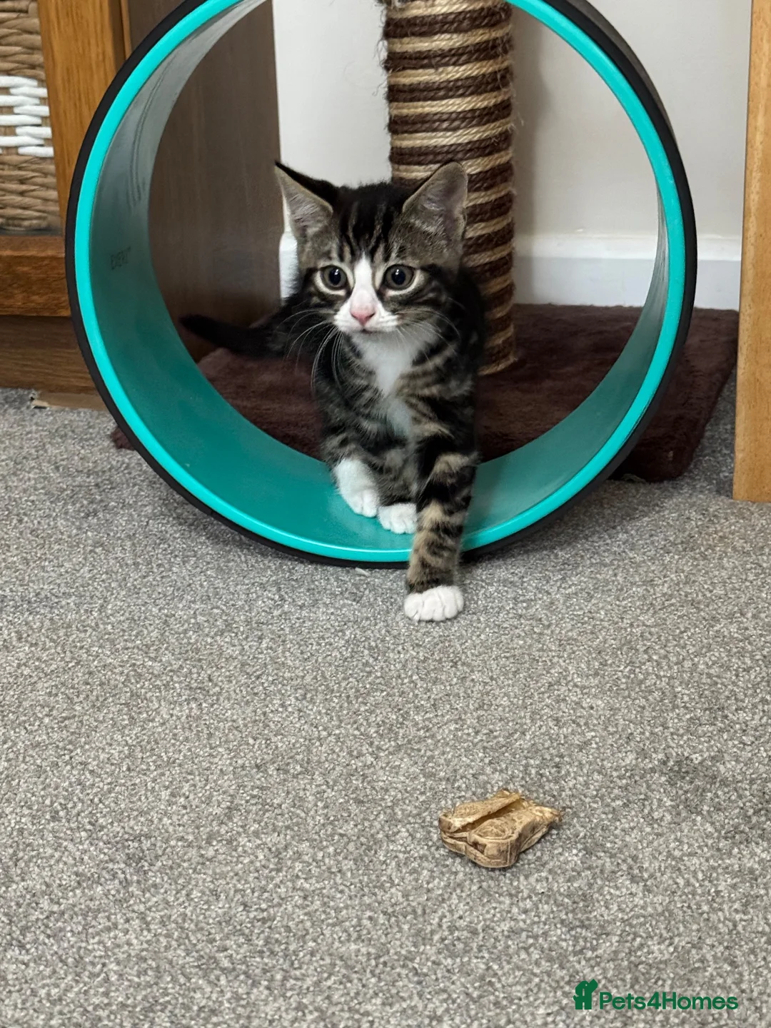 Mixed Breed cats for sale: Beautiful, playful 6 month old boy needs rehoming in Bordon - Advert 6