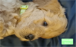 Labradoodle dogs for sale: Outstanding beautiful labradoodles F3b puppies - Image 20