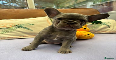 French Bulldog dogs - Advert 4
