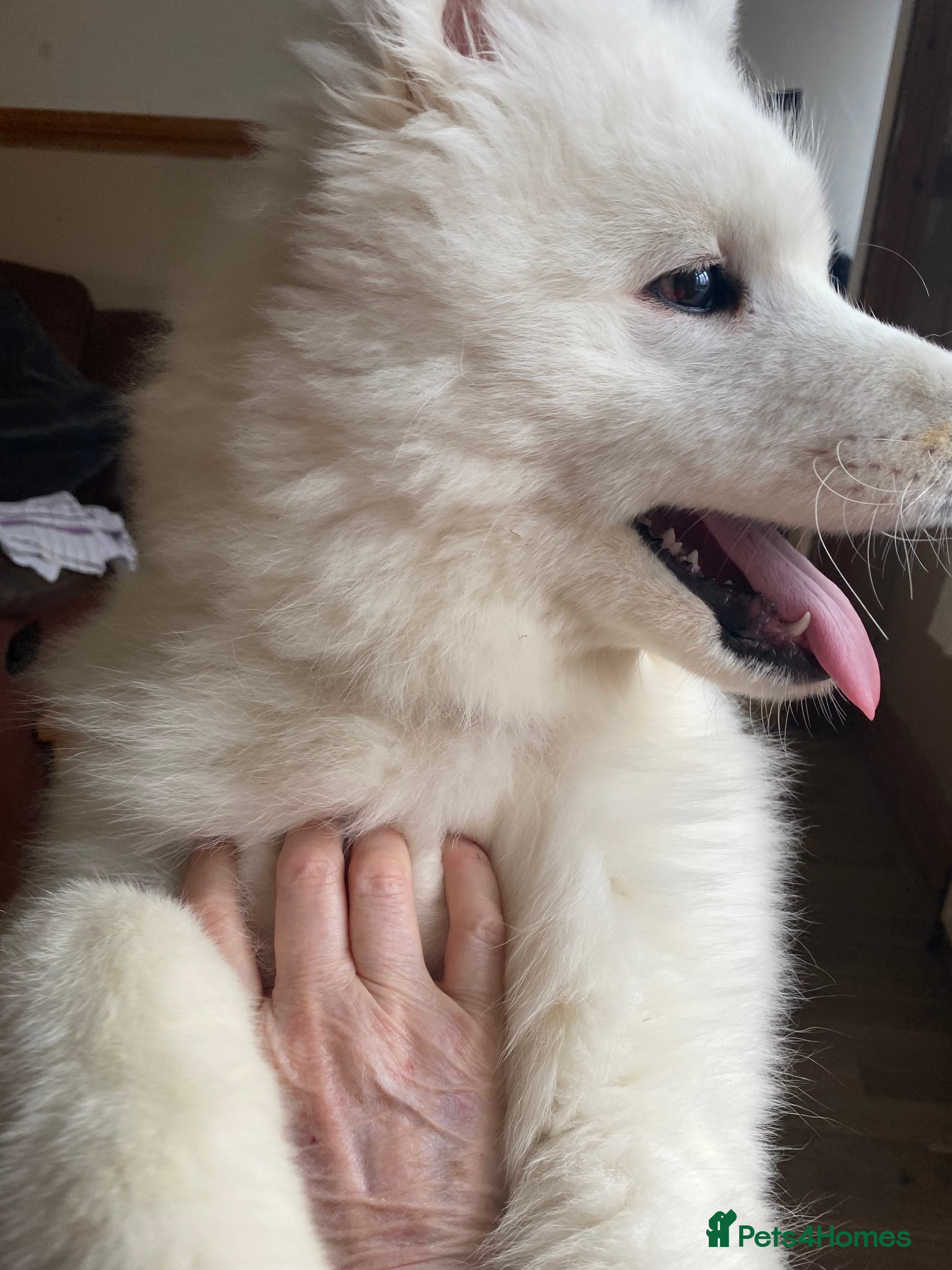 Samoyed dogs Gorgeous boy 4 months old in Leicester - Advert 3