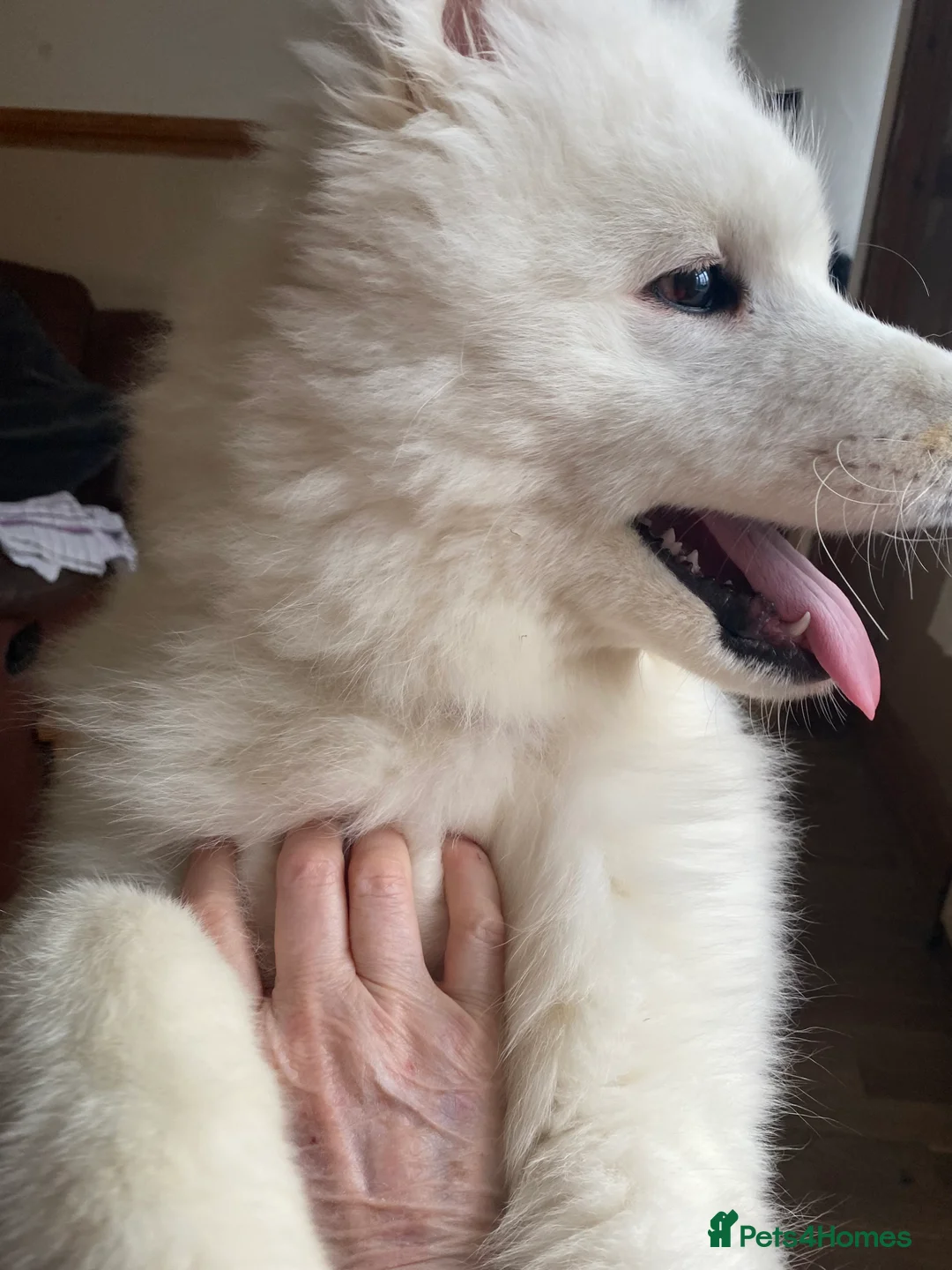 Samoyed dogs for sale: Gorgeous boy 4 months old - Advert 1