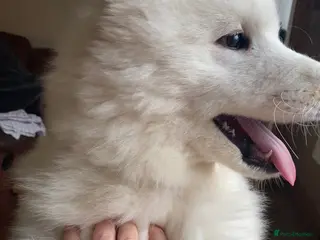 Samoyed dogs Gorgeous boy 4 months old in Leicester - Advert 3