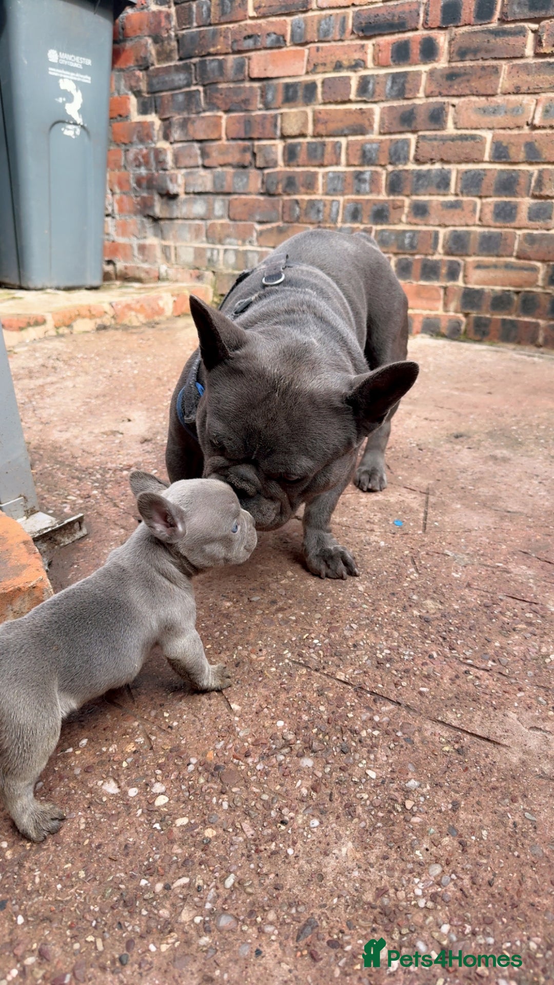 French Bulldog dogs for sale: French BullDog - Image 1