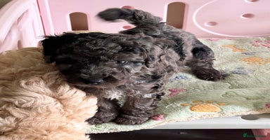 Cavapoo dogs - Advert 5