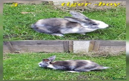 Rex rabbits for sale: Super Cute Baby bunnies! Rex x Lops - Image 4