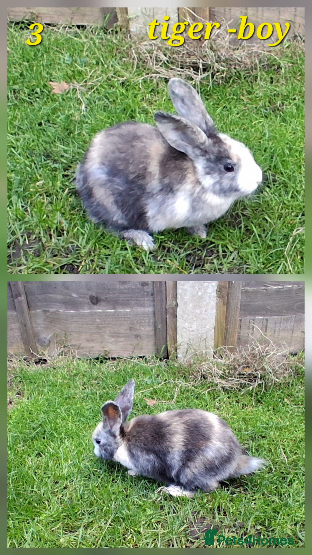 Rex rabbits for sale: Super Cute Baby bunnies! Rex x Lops - Image 4