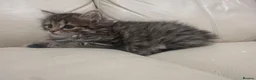 Norwegian Forest Cat cats for sale: Stunningly Adorable Norwegian Forest x Ragdoll  - Advert 7