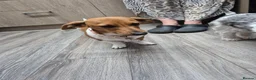Miniature Dachshund dogs for sale: Female sausage dog - Advert 4