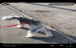 Miniature Schnauzer dogs for sale: KC Reg BVA MAC clear Miniature schnauzer  - Image 7