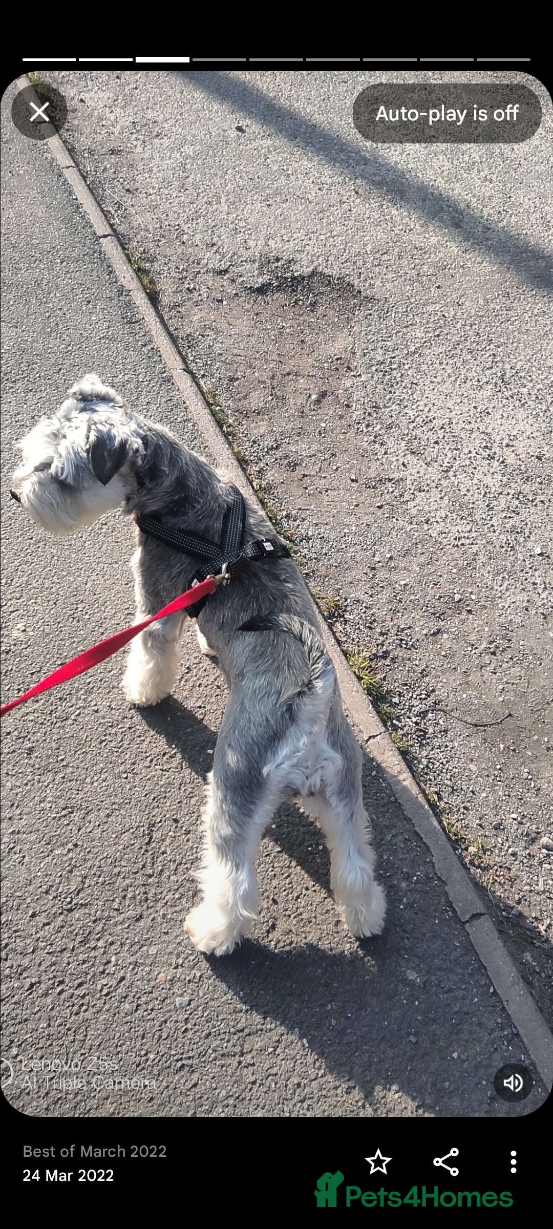 Miniature Schnauzer dogs for sale: KC Reg BVA MAC clear Miniature schnauzer  - Image 7