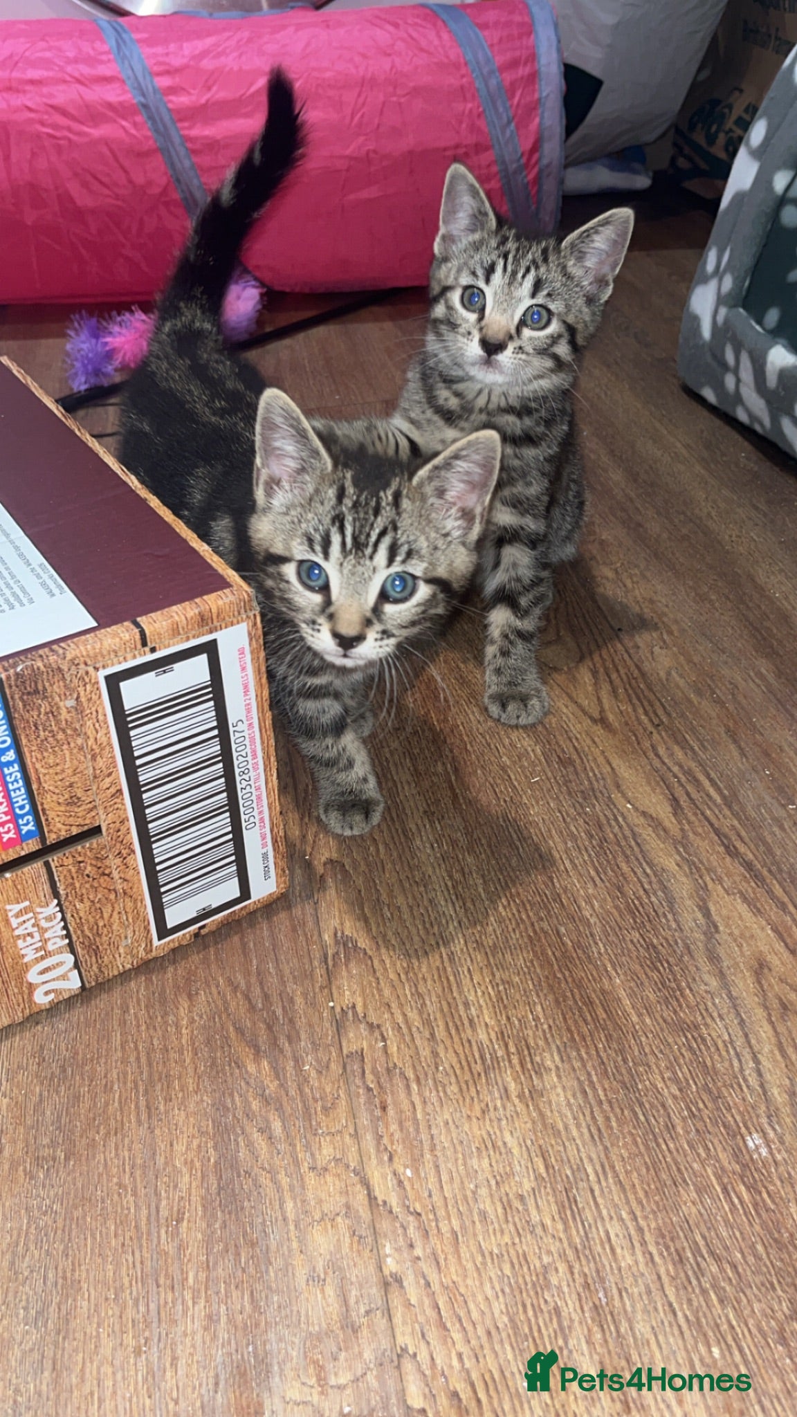 Mixed Breed cats 2 female kittens for sale  - Advert 5