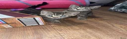 Mixed Breed cats for sale: 2 female kittens for sale  in Rotherham - Advert 1