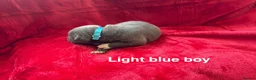 Staffordshire Bull Terrier dogs for sale: 8 stunning Stafford bull terrier puppies - Advert 26