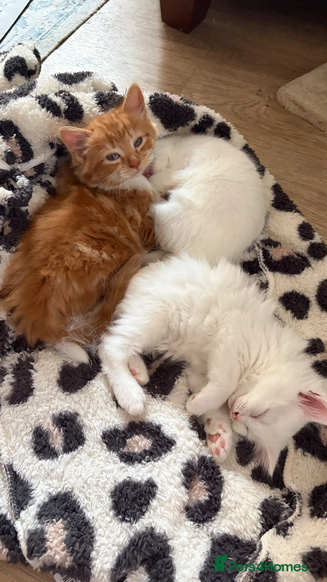 Turkish Angora cats for sale: Maine coon x Turkish angora kittens - Advert 12