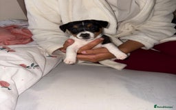 Jack Russell dogs for sale: Jack Russell Pure Breed Puppy’s  - Image 2