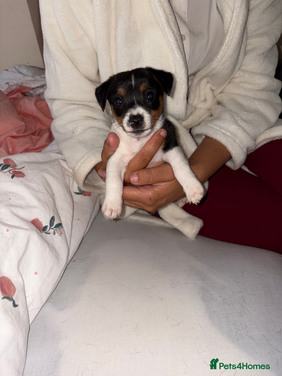 Jack Russell dogs for sale: Jack Russell Pure Breed Puppy’s  - Image 2