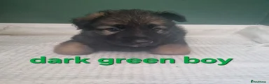 German Shepherd 3