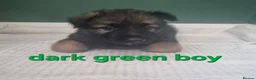 German Shepherd dogs for sale: beautiful German shepherd puppies in Halifax - Advert 16