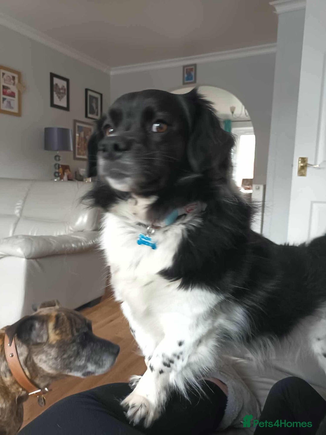 Mixed Breed dogs for adoption: Happy Harry - Image 1