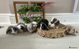 Mini Lop rabbits for sale: Litter of mini lop babies  - Image 11