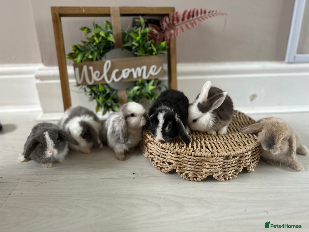 Mini Lop rabbits for sale: Litter of mini lop babies  - Image 11