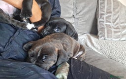 Mixed Breed dogs for sale: 2 boy 2 girls springer mixed with staff puppys - Image 7