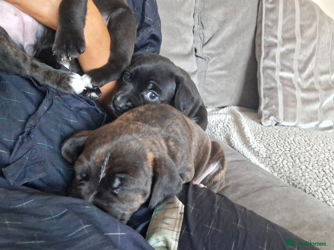 Mixed Breed dogs for sale: 2 boy 2 girls springer mixed with staff puppys - Image 7