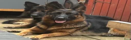 German Shepherd dogs for sale: Gorgeous German shepherd puppies  - Advert 9