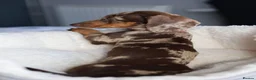 Miniature Dachshund dogs for sale: KC Miniature Dachshund puppies  - Advert 21