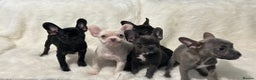 French Bulldog dogs for sale: French Bulldog pups - Advert 6