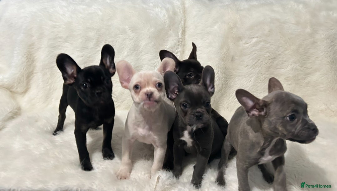 French Bulldog dogs for sale: French Bulldog pups - Advert 6