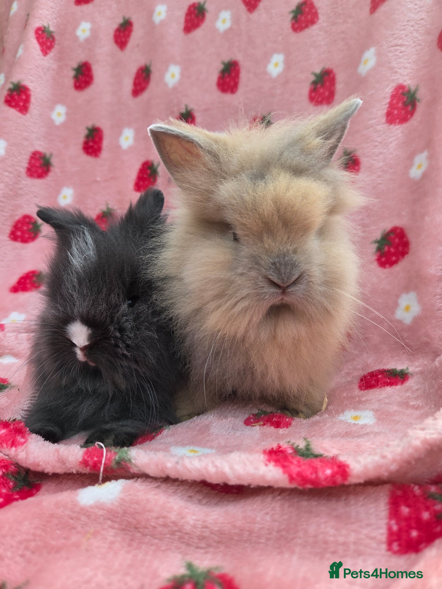 Lionhead rabbits Fluffy Teddy lion head x Angora ☆8weeks ready now - Advert 2