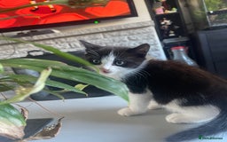 Mixed Breed cats for sale: One boy kitten - Image 7