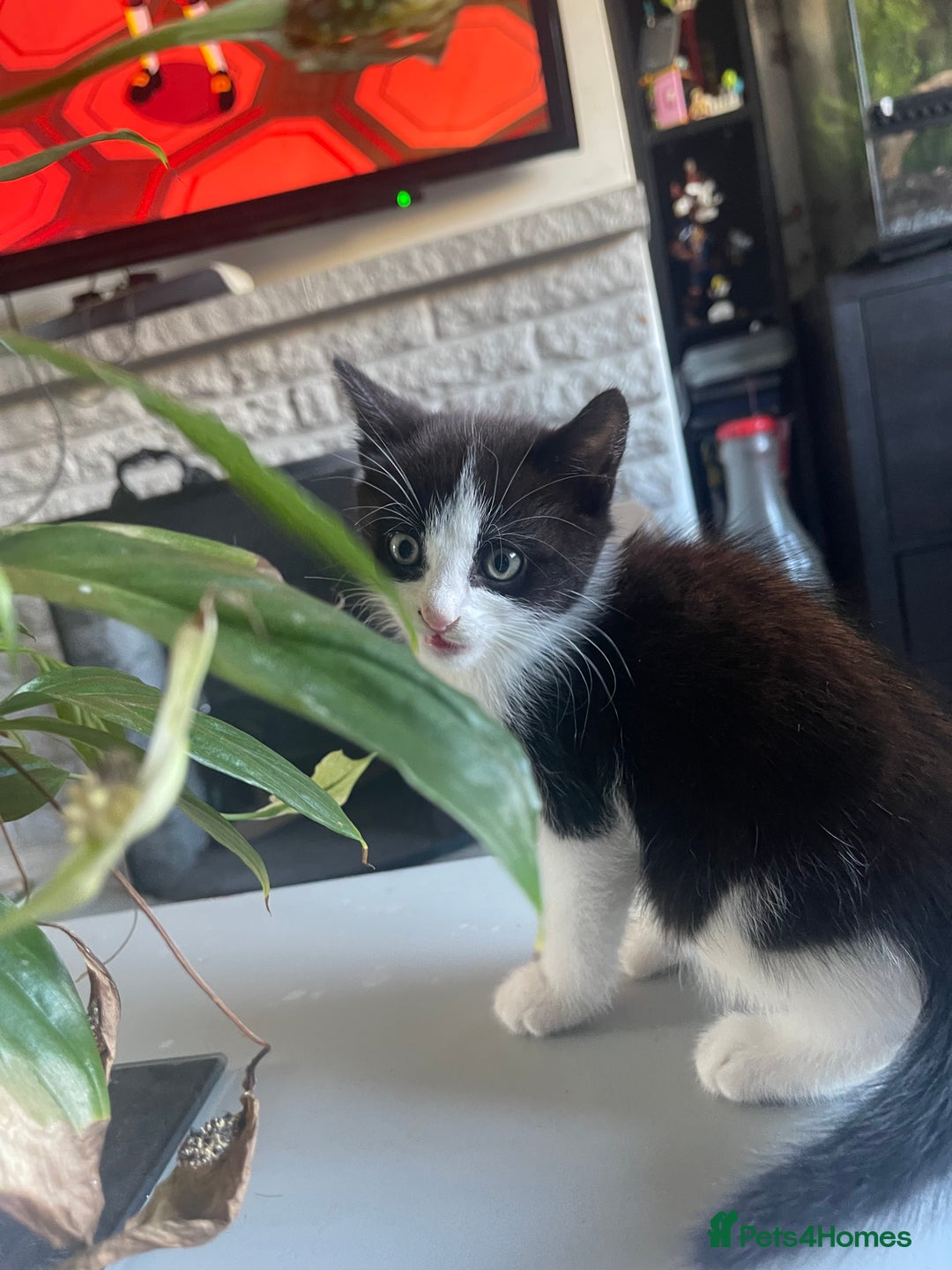 Mixed Breed cats for sale: One boy kitten - Image 7