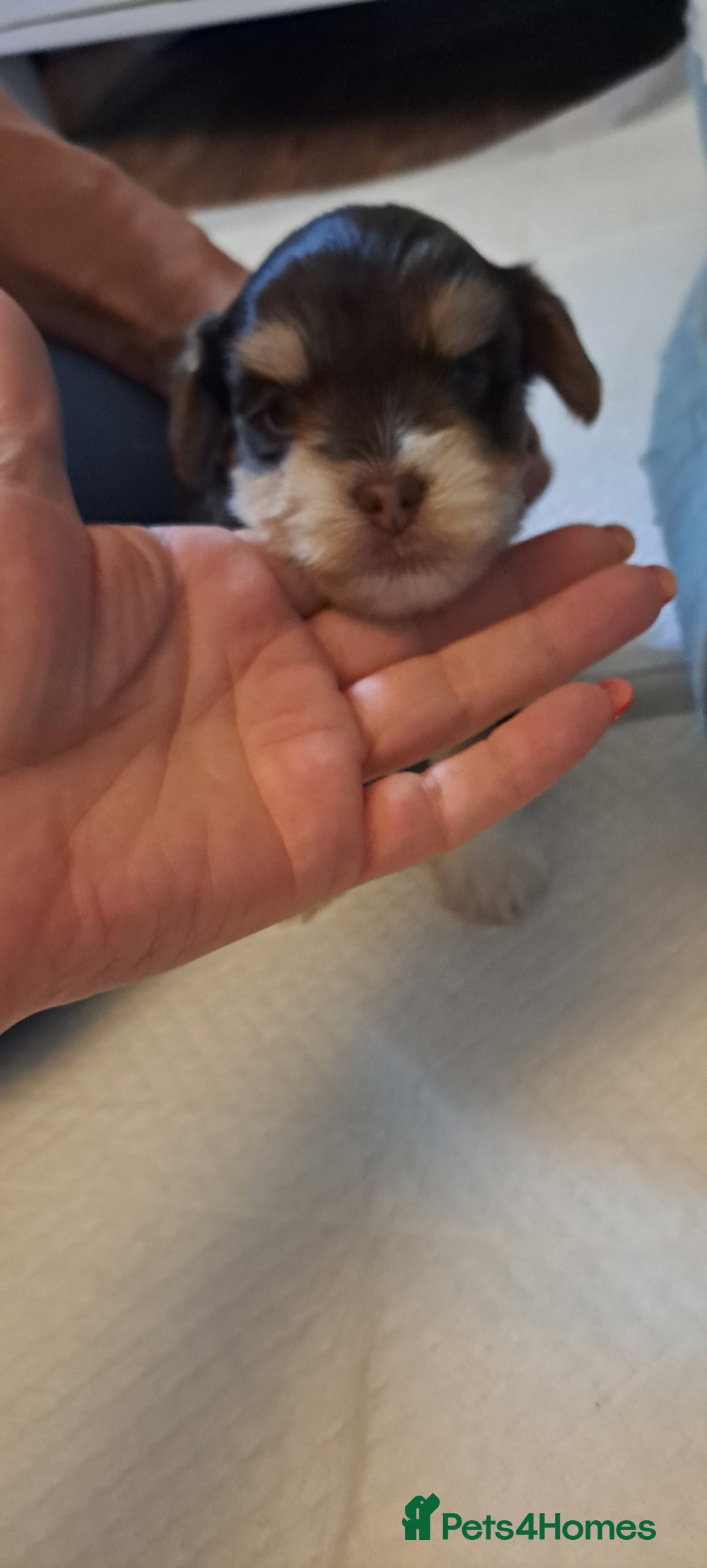 Yorkshire Terrier dogs for sale: 1 Boy & 3 Girls with Unique Coats - Image 8