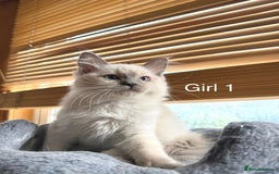 Ragdoll cats for sale: 4 beautiful ragdoll kittens  - Image 4