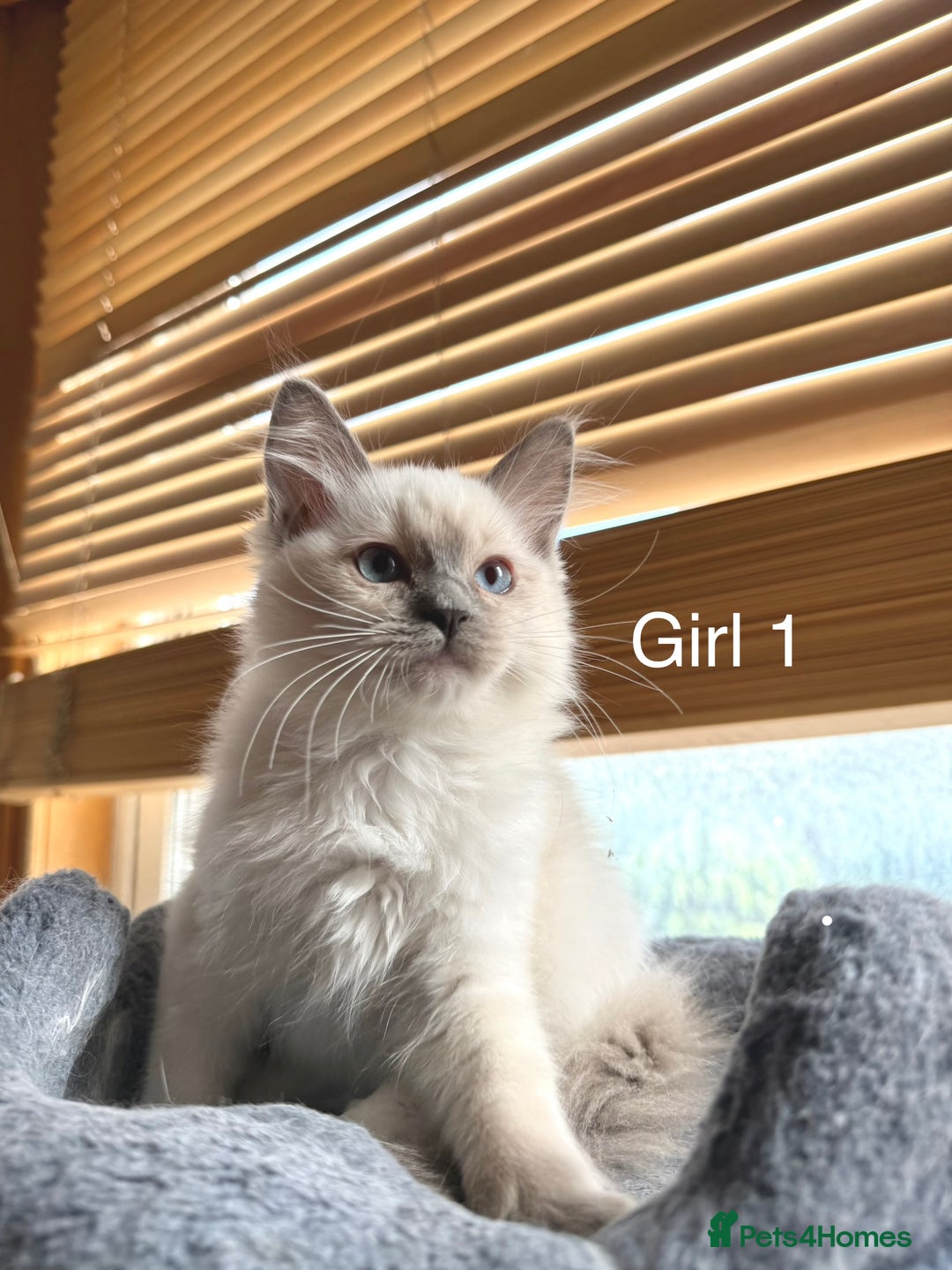 Ragdoll cats for sale: 4 beautiful ragdoll kittens  - Image 4