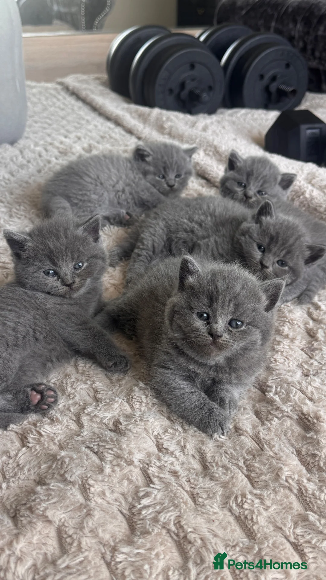 British Shorthair cats for sale: Kittens from British Longhair and Shorthair  - Advert 15