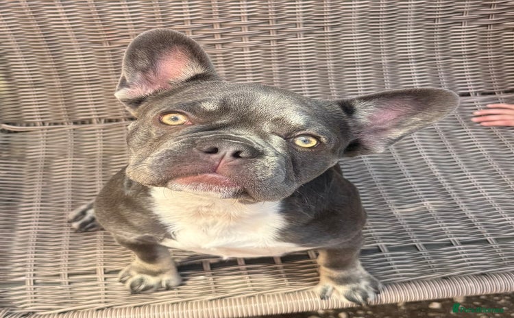 French Bulldog dogs - Advert 1