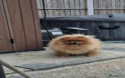 Pomeranian dogs for sale: Pomeranian teddy face xs size  - Image 14