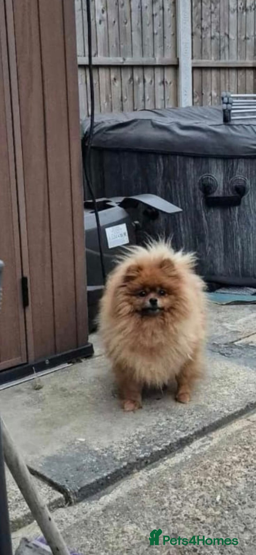 Pomeranian dogs for sale: Pomeranian teddy face xs size  - Image 14