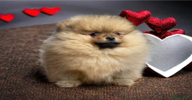 Pomeranian dogs Kc teddy bear pom babies  - Advert 15