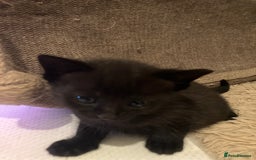 Mixed Breed cats for sale: Bombay Kittens  - Image 9